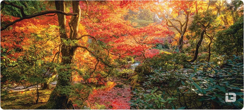 Baum der Ruhe