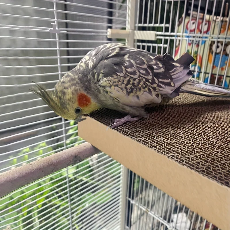 Parrot Chew Toys, Pet Bird Shredded Paper Playthings, Stress Relief Chew Boards, Parrot Toys, Bird Cage Accessories Supplies