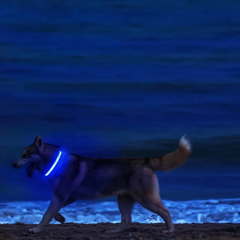 Light Up LED Pet Dog Collar Safety Night Walking Flashing Glow In The Dark LED Pet Dog Battery Collar Small Medium Large Dog