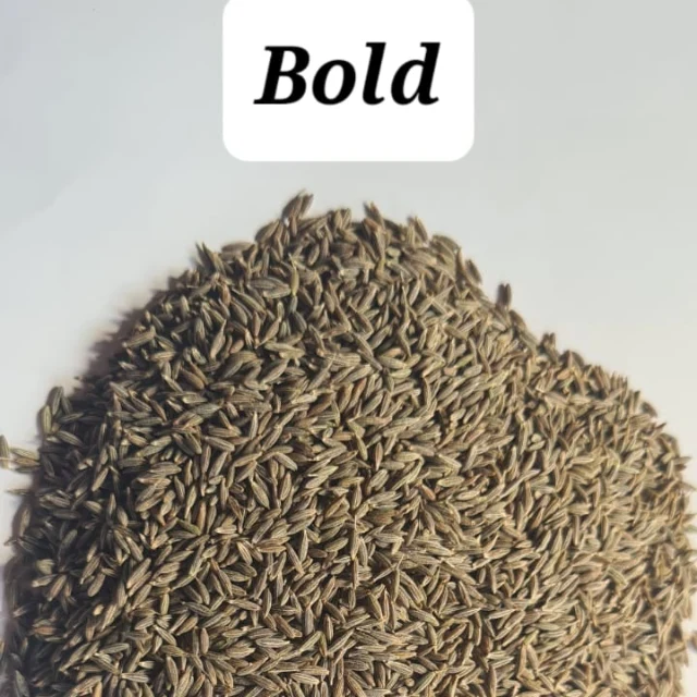 Premium Cumin Seeds Jeera Export Quality Whole Spice Cleaned Natural Seasoning Culinary Aroma from Saanvisha Gujarat India