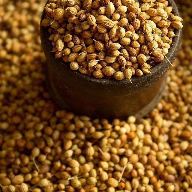 Premium Coriander Seeds Export Quality Whole Spice Graded Natural AromaticFlavour Culinary Seasoning from Saanvisha India
