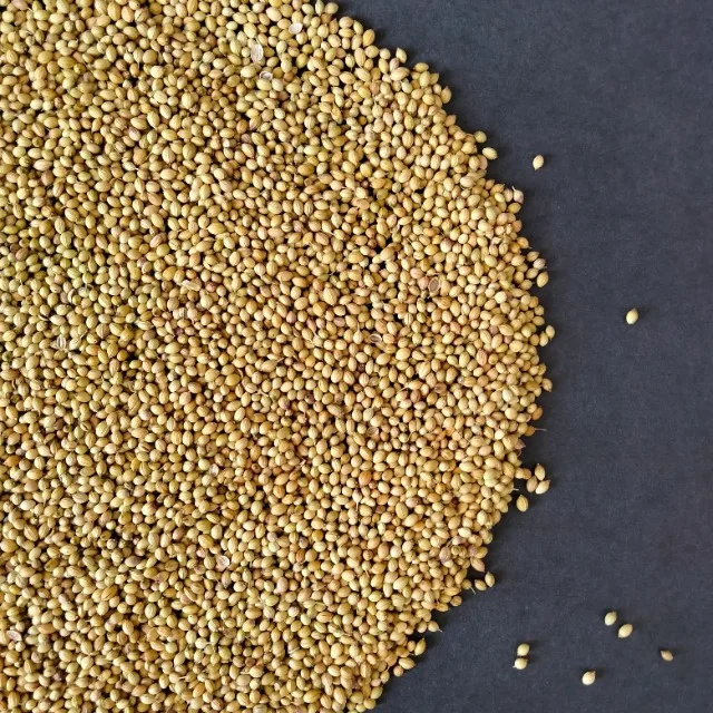 Premium Coriander Seeds Export Quality Whole Spice Graded Natural AromaticFlavour Culinary Seasoning from Saanvisha India