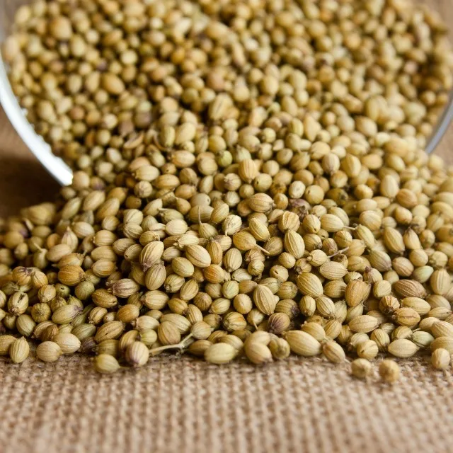 Premium Coriander Seeds Export Quality Whole Spice Graded Natural AromaticFlavour Culinary Seasoning from Saanvisha India