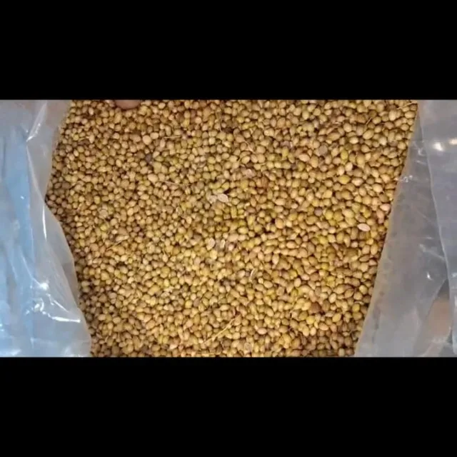 Premium Coriander Seeds Export Quality Whole Spice Graded Natural AromaticFlavour Culinary Seasoning from Saanvisha India