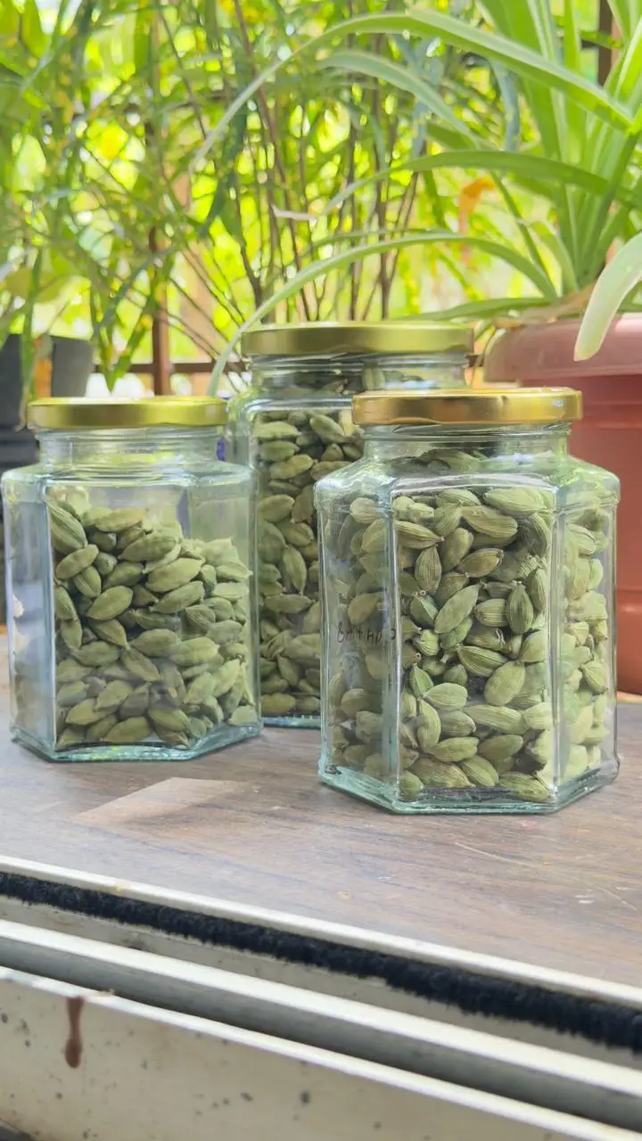Jumbo Fresh Raw Cardamom Pods 6-7mm Sweet Fragrance Culinary Luxury Spice Merchant Preferred Premium Ingredient Bulk Exporter