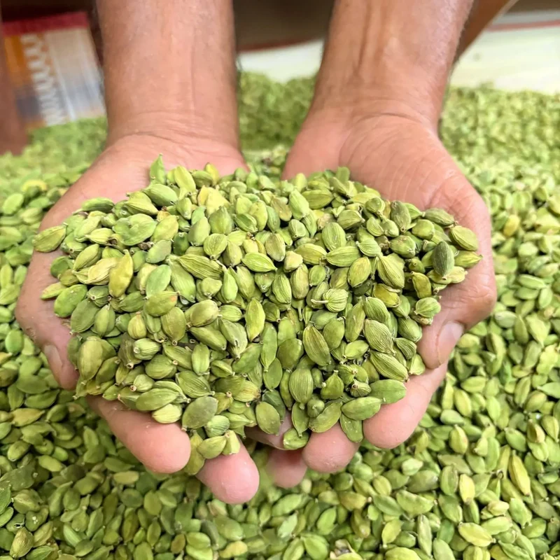 Jumbo Fresh Raw Cardamom Pods 6-7mm Sweet Fragrance Culinary Luxury Spice Merchant Preferred Premium Ingredient Bulk Exporter