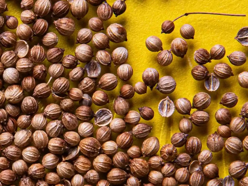 High Quality Raw and Dried Coriander Seeds Good Ad Drying Process Single Spices & Herbs