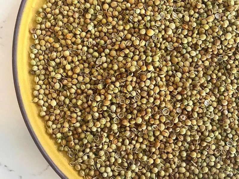 High Quality Raw and Dried Coriander Seeds Good Ad Drying Process Single Spices & Herbs