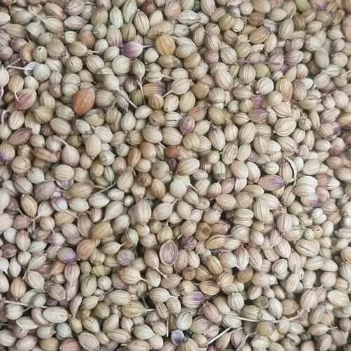 Coriander Seeds Premium Quality
