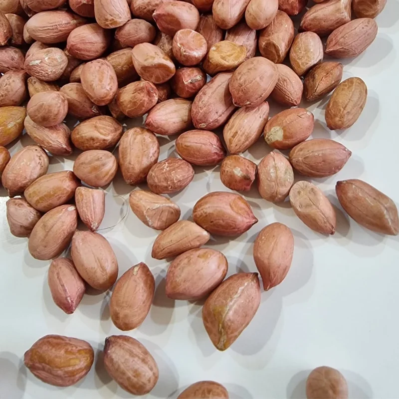 Premium Organic Raw Dried Peanuts (Groundnuts) GMO 100% Pure Grade a | Export-Grade | Bulk 25kg & 50kg | Sourced From India
