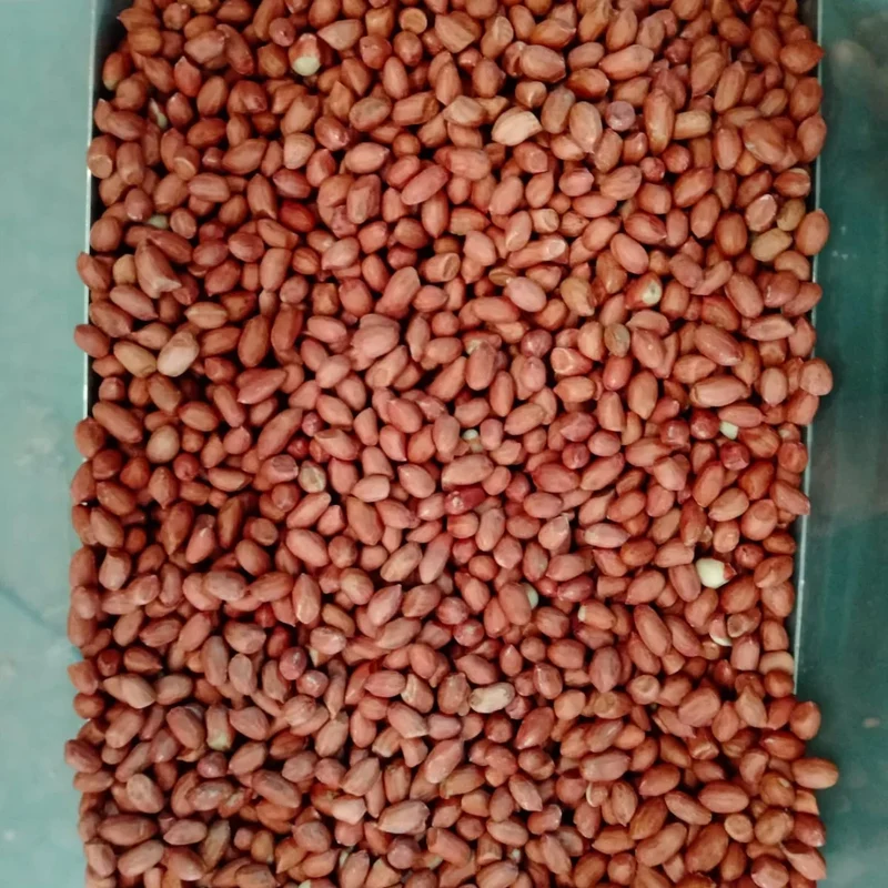 Pure Indian Peanut Premium Java Peanuts Unsalted Natural Wholesome Snack Crispy Fresh Groundnuts Raw Shelled Peanuts Bulk