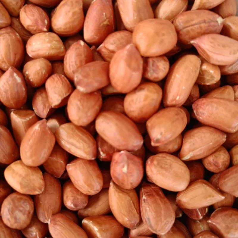 Pure Indian Peanut Premium Java Peanuts Unsalted Natural Wholesome Snack Crispy Fresh Groundnuts Raw Shelled Peanuts Bulk