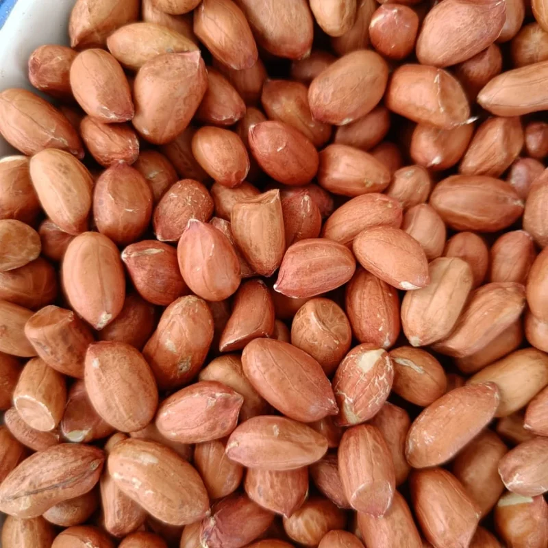 Pure Indian Peanut Premium Java Peanuts Unsalted Natural Wholesome Snack Crispy Fresh Groundnuts Raw Shelled Peanuts Bulk