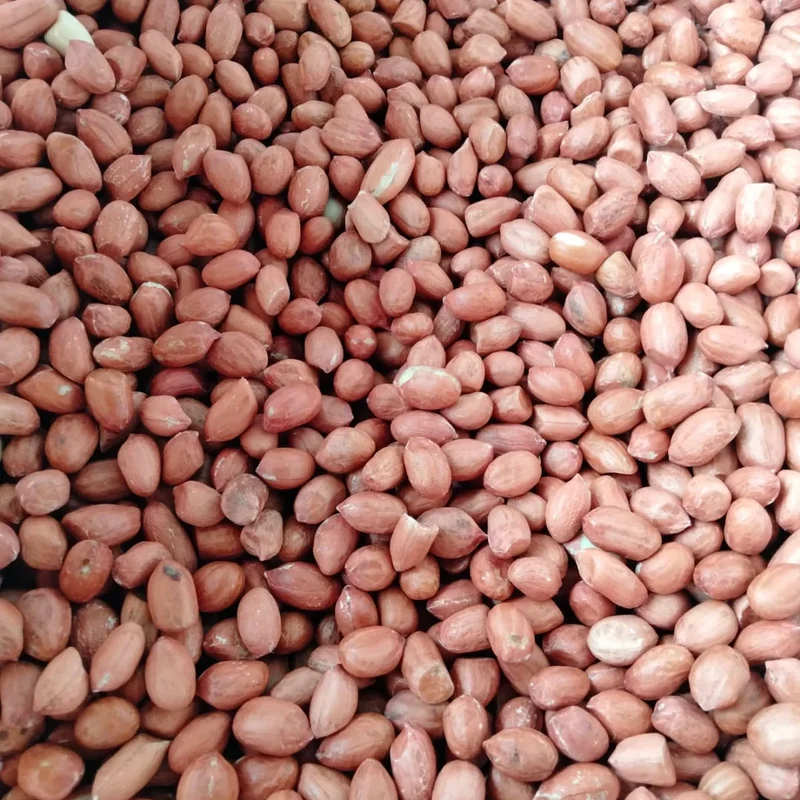 Organic Dried GMO Indian Red Skin Raw Peanuts Bulk Export Quality Uniform Size Directly From Gujarat India
