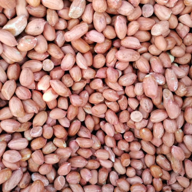 Organic Dried GMO Indian Red Skin Raw Peanuts Bulk Export Quality Uniform Size Directly From Gujarat India