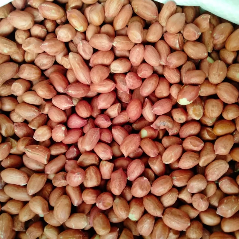 Premium Quality Organic Raw Indian Groundnuts High-Grade Clean Shelled Peanuts Bulk 10KG Natural Snacking Kernels Roasting-Dried