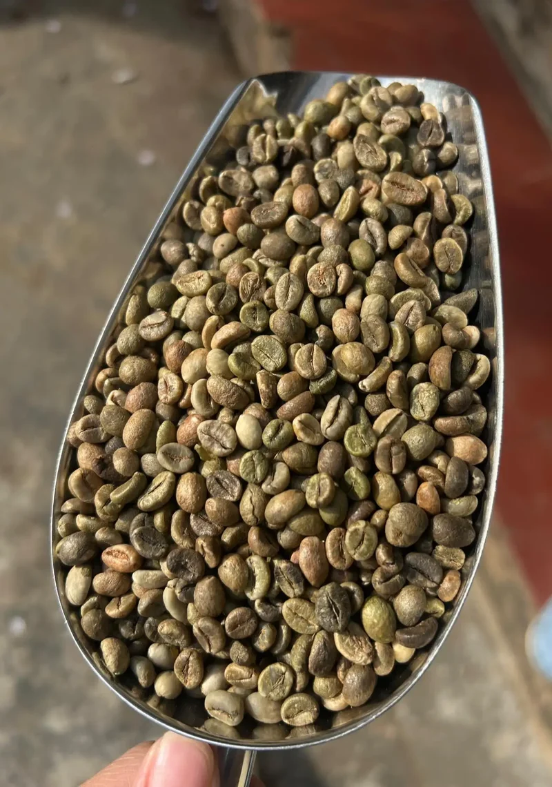 Vietnam Robusta Green Coffee Beans Grade 1 Size 16 18 Traceable Source Premium Quality Bulk Supply Factory Export