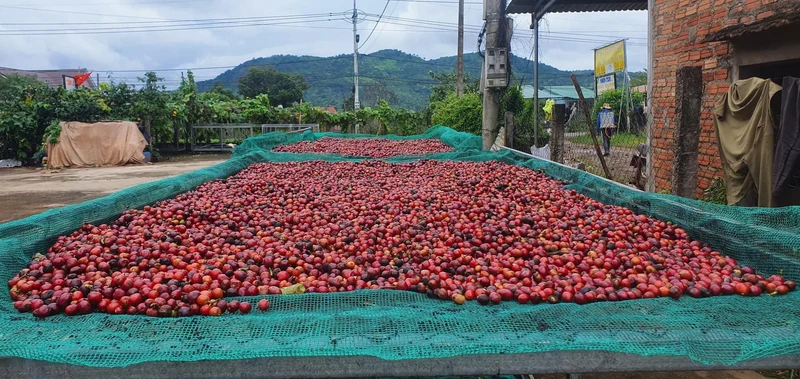Vietnam Robusta Green Coffee Beans Grade 1 Size 16 18 Traceable Source Premium Quality Bulk Supply Factory Export
